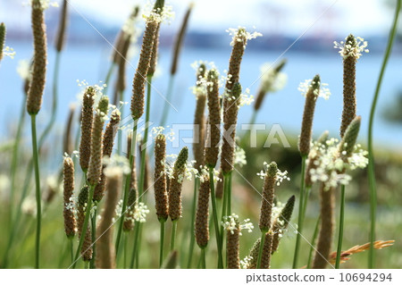 Heraorobora的Hana 10694294