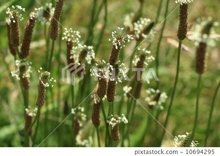 Heraorobora的Hana Heraorobora的Hana 10694295