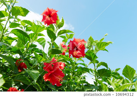 Hibiscus Hibiscus 10694312