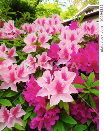Azalea Flower Azalea Flower 10694321