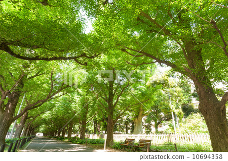 Jingu Gaien's ginkgo bunches 10694358