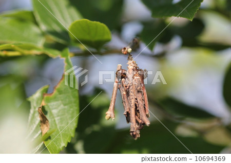 Minoru that makes rice wine 02 10694369