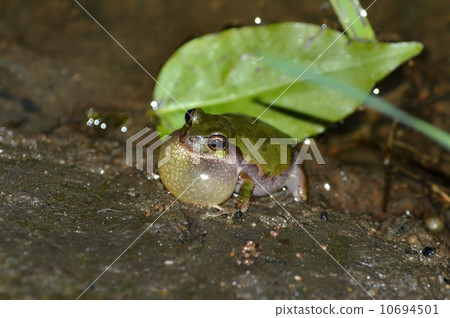 青蛙在晚上在稻田裡唱歌 青蛙在晚上在稻田裡唱歌 10694501