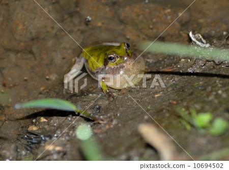 Frog singing in a rice paddy at night 10694502