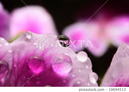 Flowers Flowers 10694513