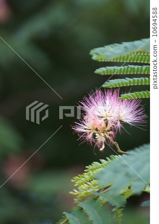 Haiku Nemnoki Beautiful is a stamens. 10694588