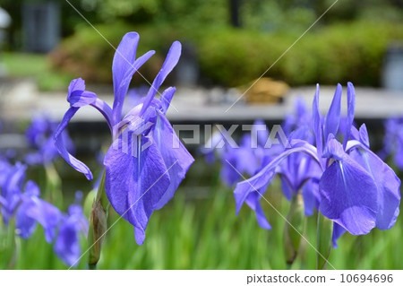 Tsuyamaen Poetry Izumika Higashi Garden Kakitsubata 10694696