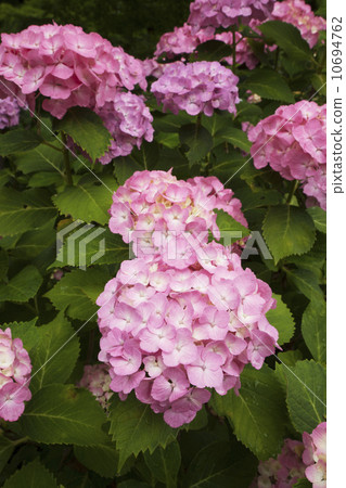 奈良Yadaji繡球花 10694762