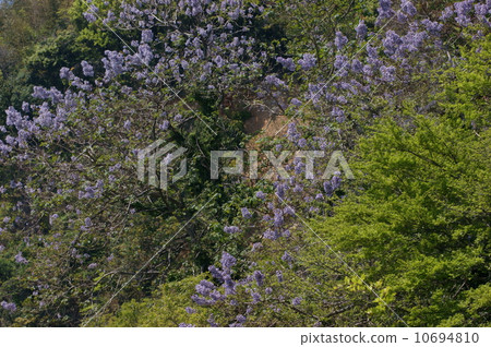 Tung, fresh green and paulownium Tung, fresh green and paulownium 10694810