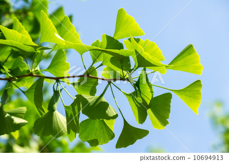 Ginkgo no fresh green Ginkgo no fresh green 10694913