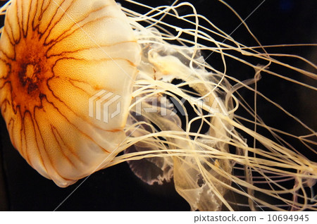 Jellyfish Jellyfish 10694945