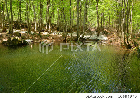 Buna forest swamp Buna forest swamp 10694979