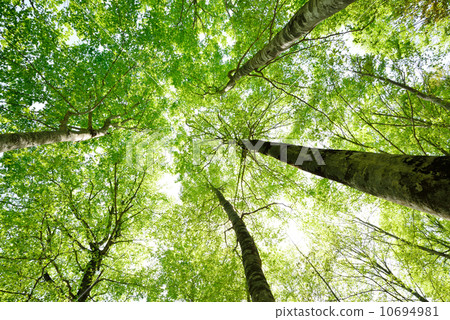 Fresh green beech forest Fresh green beech forest 10694981