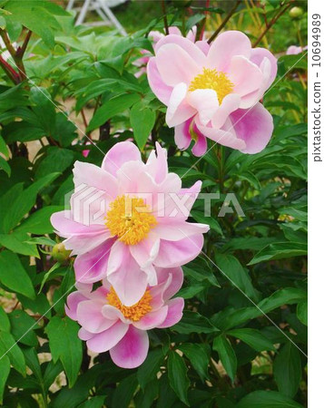 Shiyakuyaku 10694989