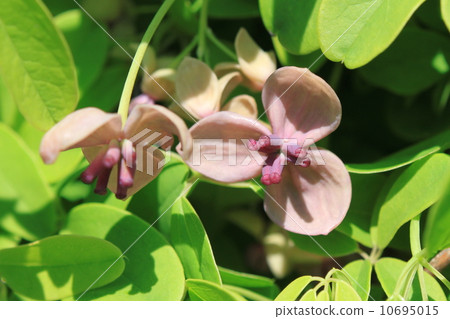 Akebi flower (female flower) 10695015