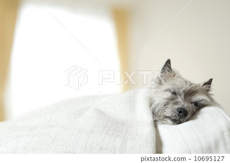 Sleeping dog 10695127