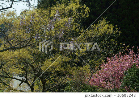 Tung, fresh green and paulownia with cherry blossoms Tung, fresh green and paulownia with cherry blossoms 10695248