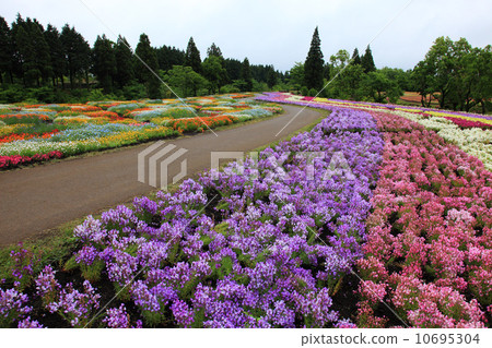 Kuju Kogen的花園 Kuju Kogen的花園 10695304