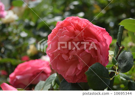 Rose Pink Panther Rose Pink Panther 10695344