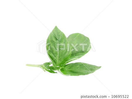 Close up of basil leaves. 10695522