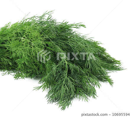Bunch fresh dill herb. 10695594