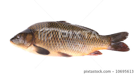 Close up of carp fish. Close up of carp fish. 10695613