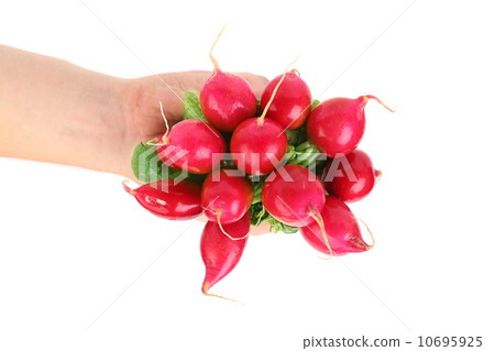 Hand holds small garden radish. Hand holds small garden radish. 10695925