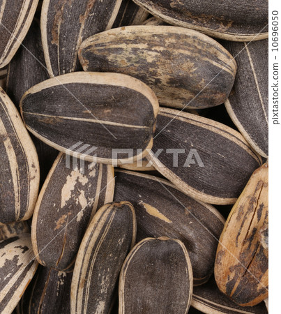 Background of sunflower seeds. 10696050