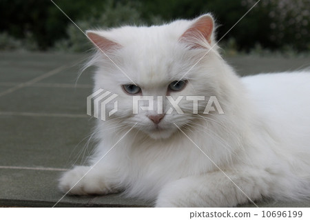 White cat on the yard. White cat on the yard. 10696199