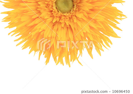 Sunflower close up. 10696450