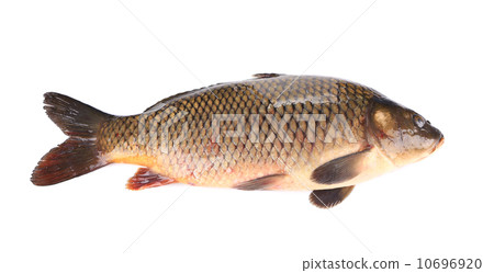 Raw fish carp. Raw fish carp. 10696920