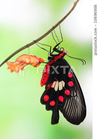 butterfly change form chrysalis 10696986