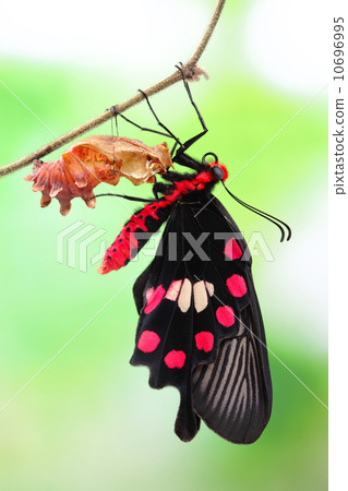 butterfly change form chrysalis 10696995
