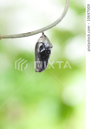 butterfly change form chrysalis 10697009
