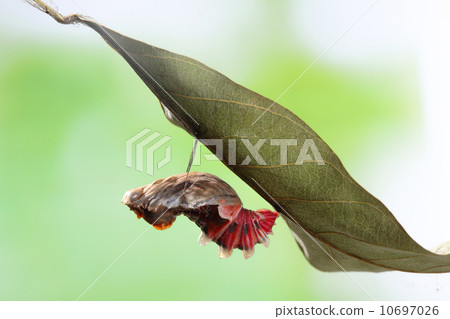 butterfly change form chrysalis butterfly change form chrysalis 10697026