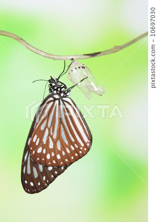 butterfly change form chrysalis 10697030