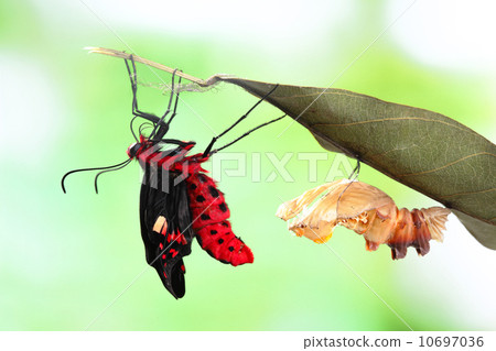 butterfly change form chrysalis butterfly change form chrysalis 10697036