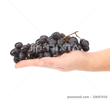 Ripe black grapes on a hand. 10697438