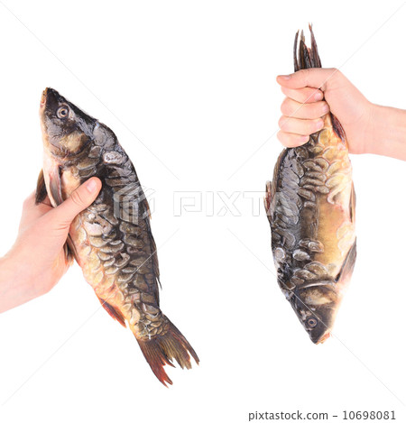 Hand holds fresh mirror carp. 10698081