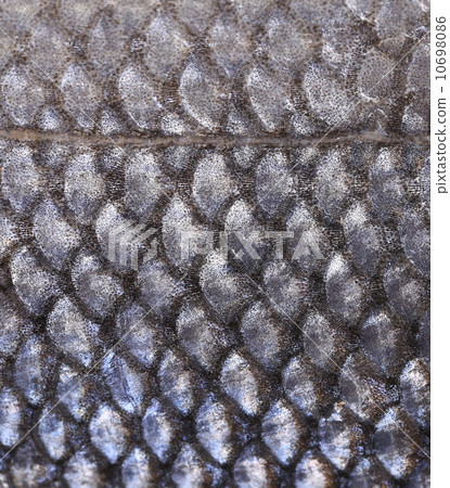 Close up of seabass scale texture. Close up of seabass scale texture. 10698086