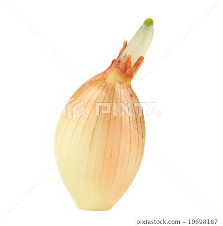 Sprouting onion. Sprouting onion. 10698187