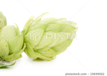 Beautiful hops. Beautiful hops. 10699082