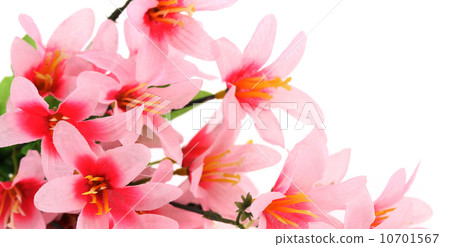 Close up of pink flowers. 10701567