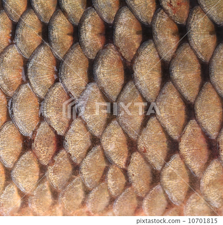 Texture of fish scales close up. Texture of fish scales close up. 10701815