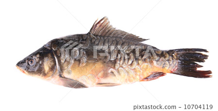 Fresh carp close up. 10704119