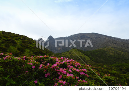 Azalea of Aso Sensing Gorge 10704494