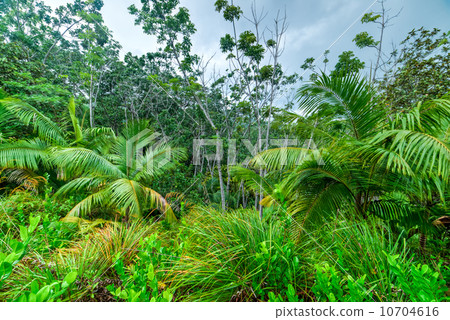 tropical forest 10704616