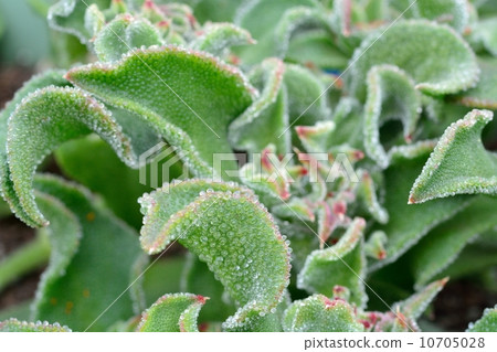 Ice plant 10705028