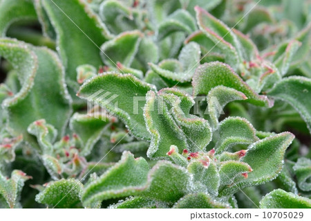 Ice plant Ice plant 10705029