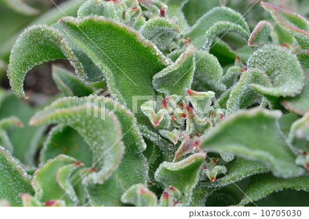 Ice plant 10705030